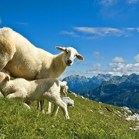 Glamping Kranjc Glamping Kobarid