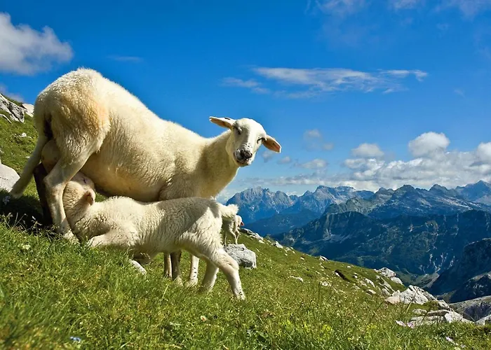 Glamping Kranjc Luxuszelt Kobarid